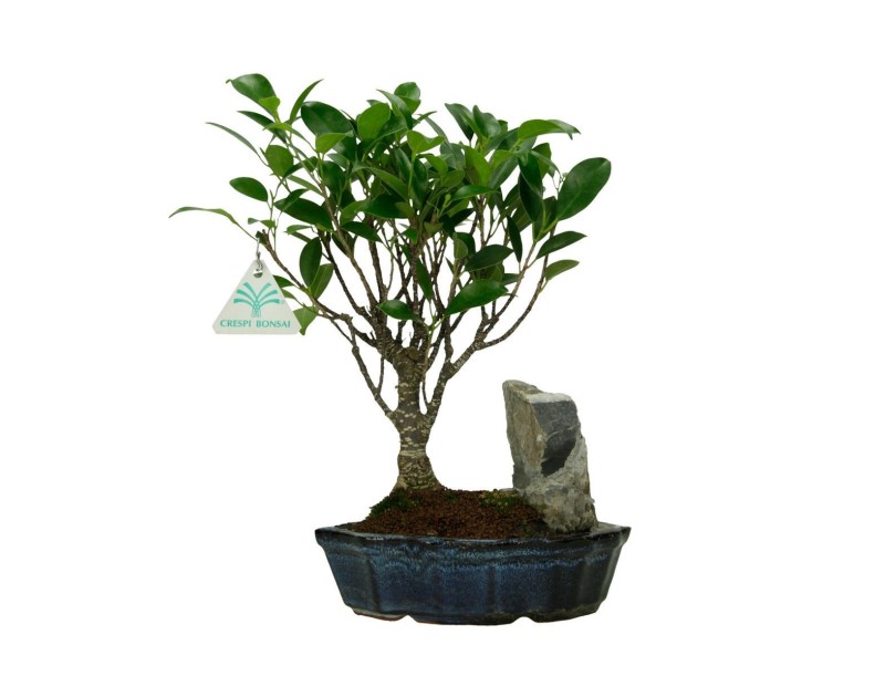 Ficus retusa - 27 cm