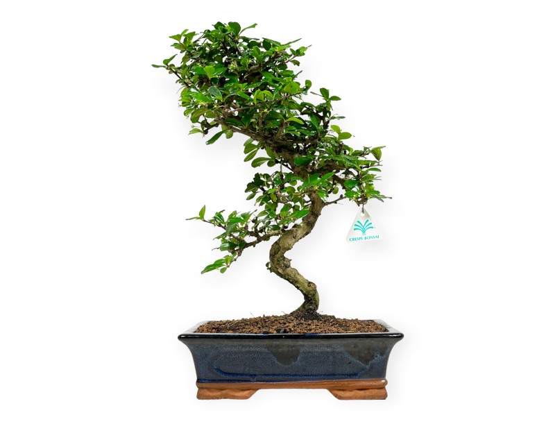 Carmona Macrophylla - Arbre à thé - 50 cm