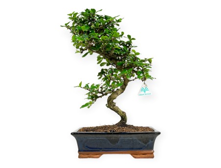 Carmona Macrophylla - Funkientree - 50 cm