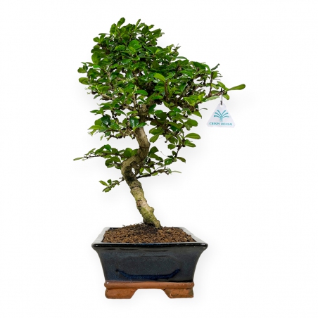Carmona Macrophylla - Funkientree - 50 cm