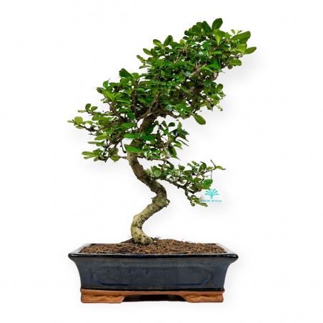 Carmona Macrophylla - Arbre à thé - 50 cm