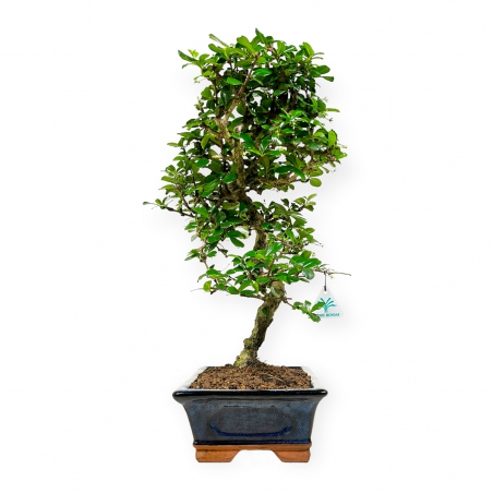 Carmona Macrophylla - Funkientree - 50 cm