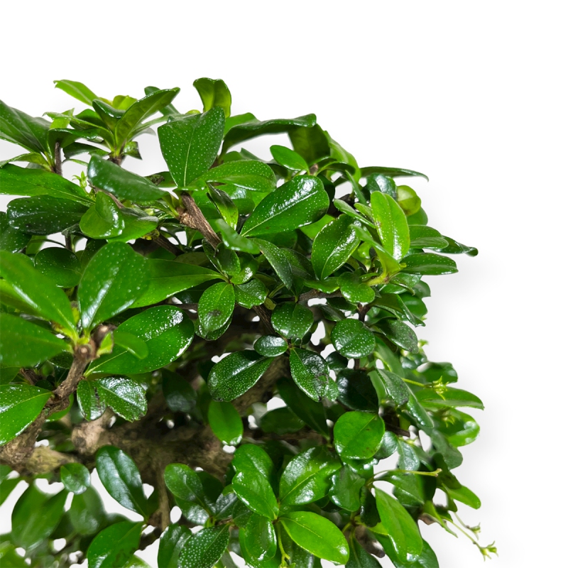Carmona Macrophylla - Tea tree - 50 cm