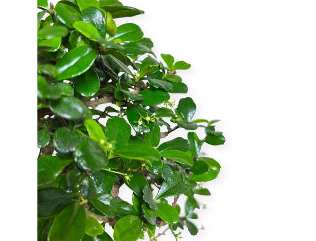 Carmona Macrophylla - Funkientree - 50 cm 2
