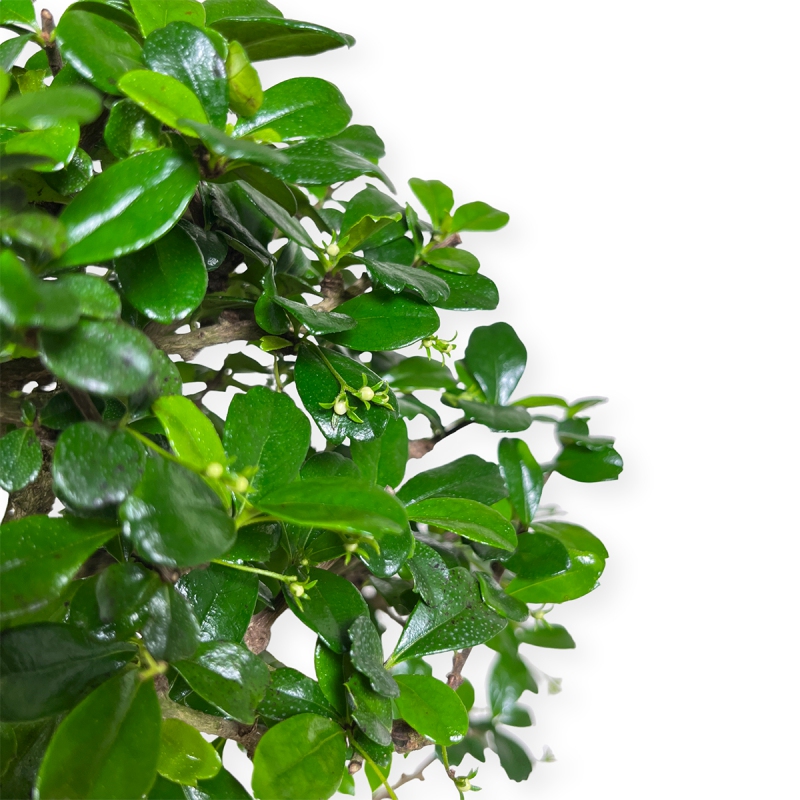 Carmona Macrophylla - Funkientree - 50 cm