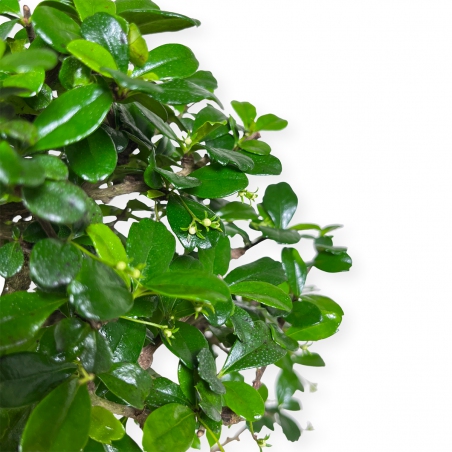 Carmona Macrophylla - Funkientree - 50 cm