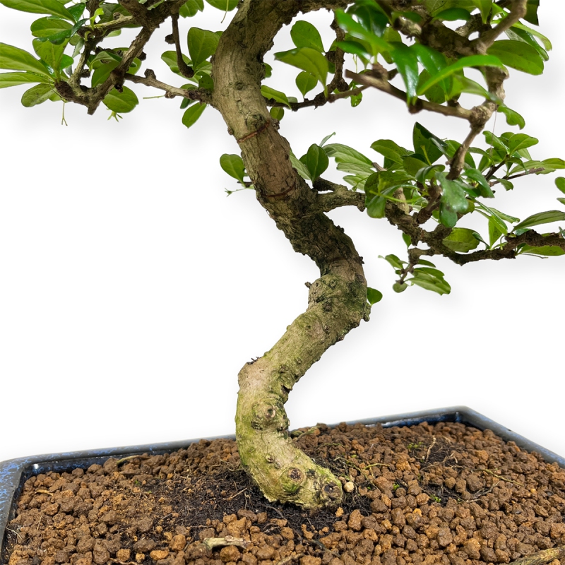 Carmona Macrophylla - Tea tree - 50 cm