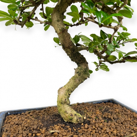 Carmona Macrophylla - Funkientree - 50 cm