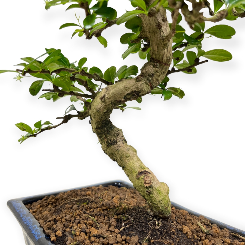 Carmona Macrophylla - Pianta del tè - 50 cm
