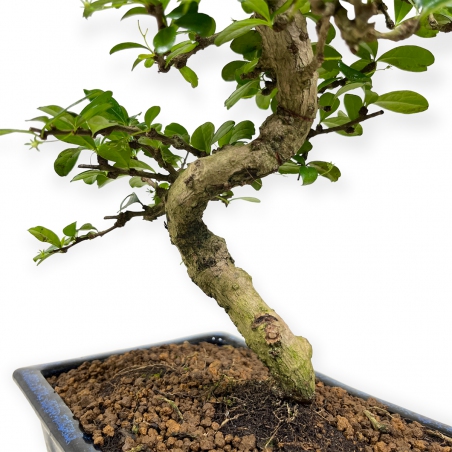 Carmona Macrophylla - Arbre à thé - 50 cm