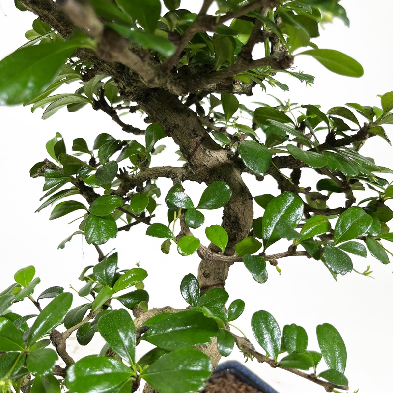 Carmona Macrophylla - Pianta del tè - 50 cm