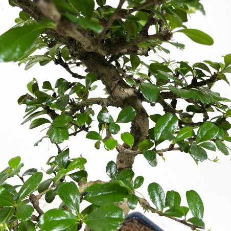 Carmona Macrophylla - Funkientree - 50 cm