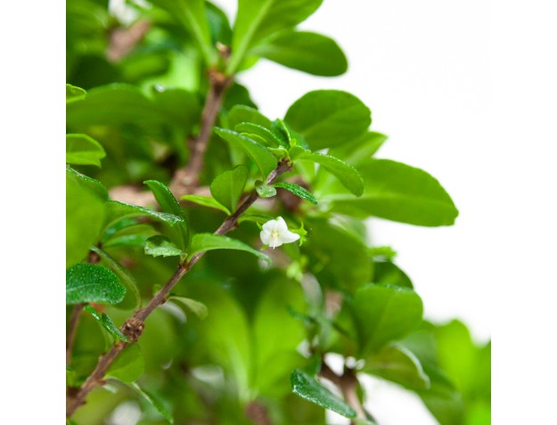Carmona Macrophylla - Theeplant - 45 cm 2