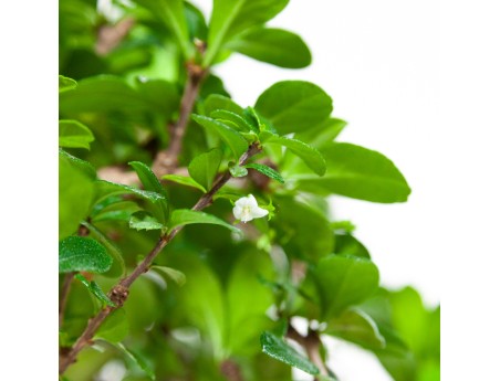 Carmona Macrophylla - Pianta del tè - 45 cm