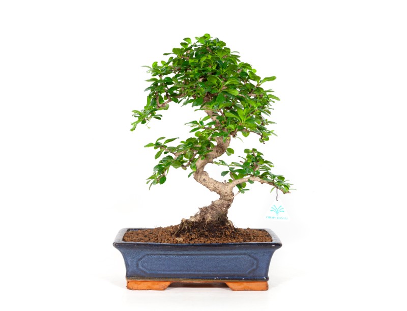 Carmona Macrophylla - Planta de té - 45 cm