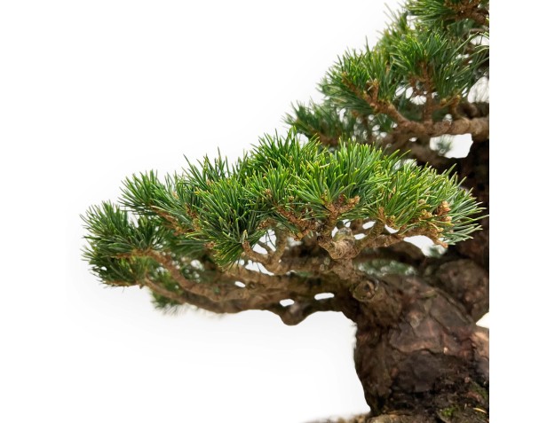 Pinus Pentaphylla - Fünfnadelige Kiefer - 39 cm 2