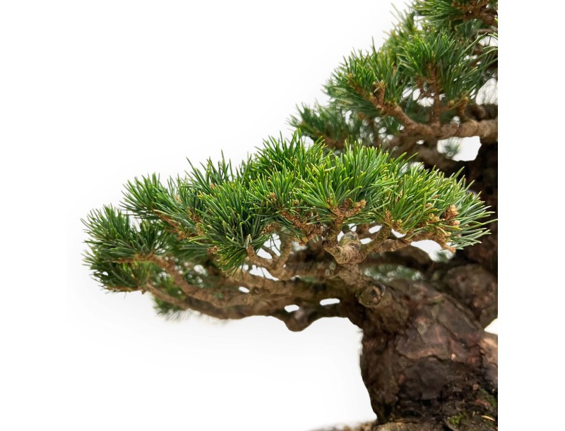 Pinus Pentaphylla - Pino a cinque aghi - 39 cm