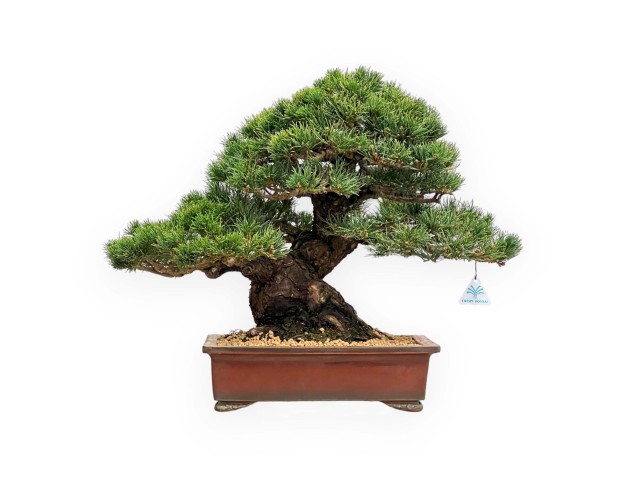Pinus Pentaphylla - Pino a cinque aghi - 39 cm