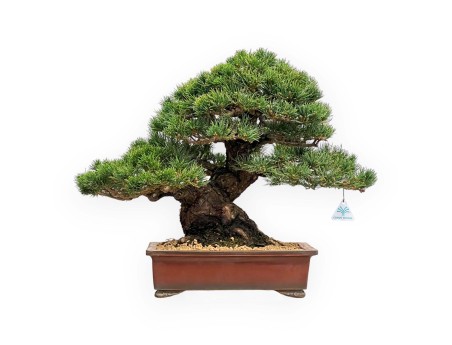 Pinus Pentaphylla - Pino a cinque aghi - 39 cm