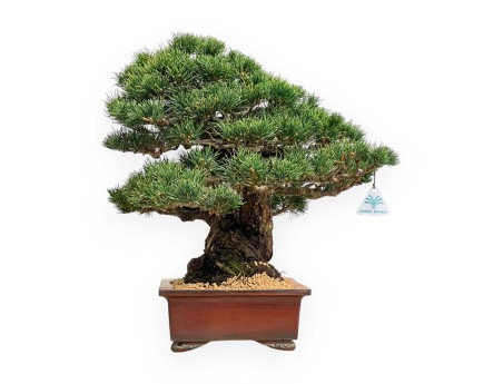 Pinus Pentaphylla - Pino de cinco agujas - 39 cm