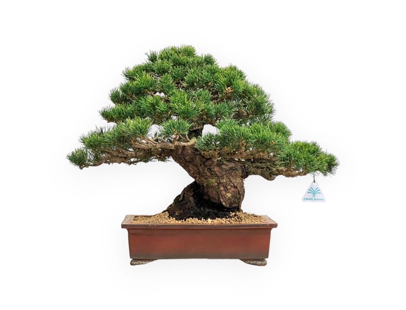Pinus Pentaphylla - Pino a cinque aghi - 39 cm