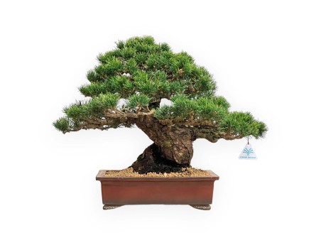 Pinus Pentaphylla - Pino de cinco agujas - 39 cm