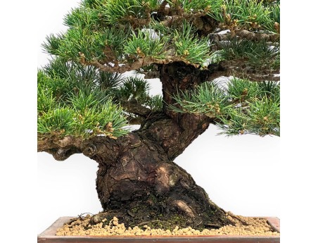 Pinus Pentaphylla - Pine five needles - 39 cm