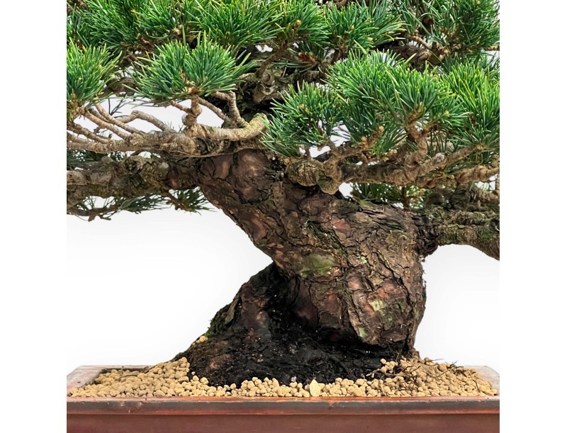 Pinus Pentaphylla - Pino a cinque aghi - 39 cm