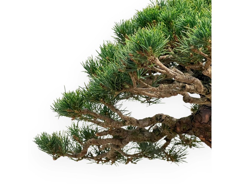 Pinus Pentaphylla - Pine five needles - 39 cm