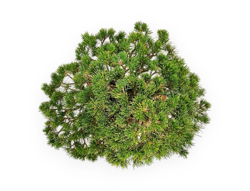 Pinus Pentaphylla - Vijfnaaldsden - 39 cm