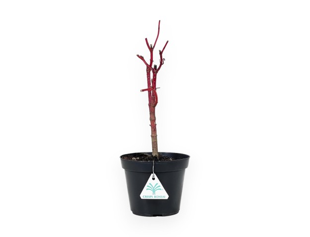 Cornus Alba Baton Rouge - Dogwood - 33 cm 2