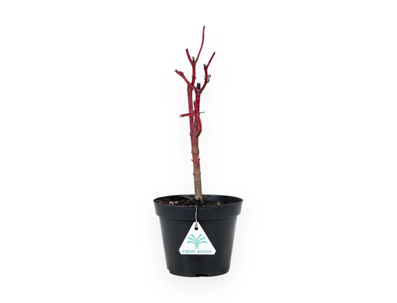 Cornus Alba Baton Rouge - Cornouiller - 33 cm