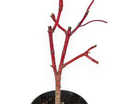 Cornus Alba Baton Rouge - Corniolo - 33 cm