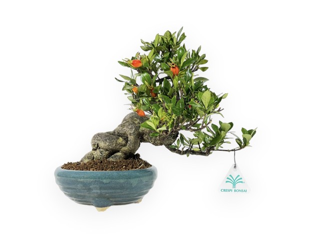 Gardenia - 27 cm