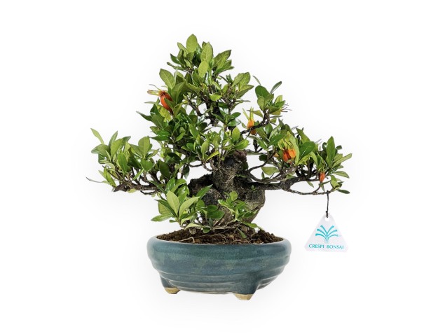 Gardenia - 27 cm 2