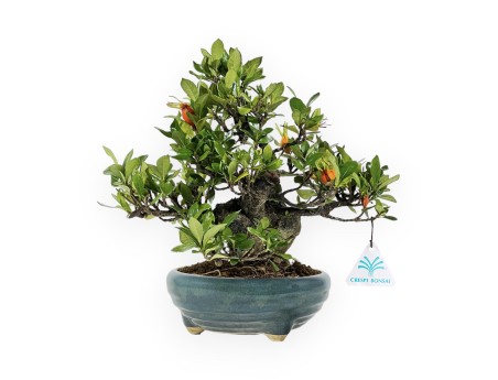 Gardenia - 27 cm