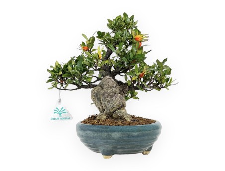 Gardenia - 27 cm