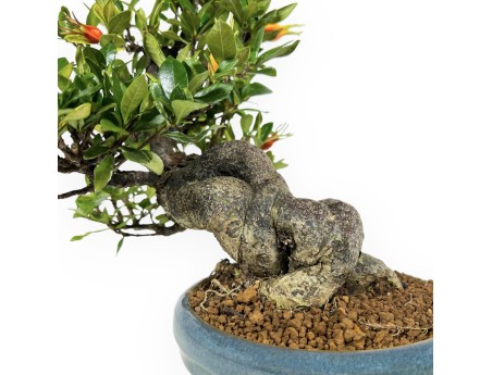 Gardenia - 27 cm