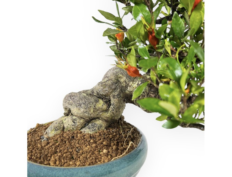 Gardenia - 27 cm