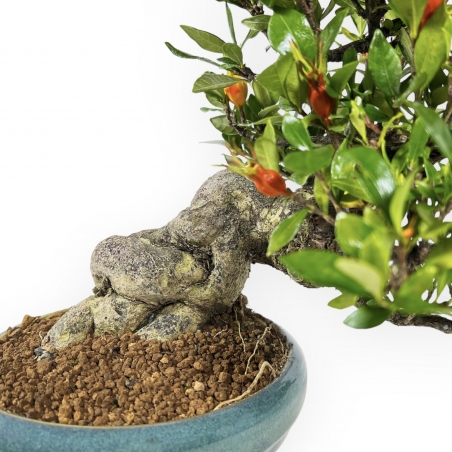 Gardenia - 27 cm