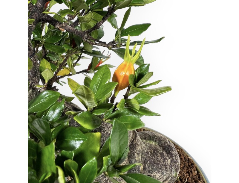 Gardenia - 27 cm