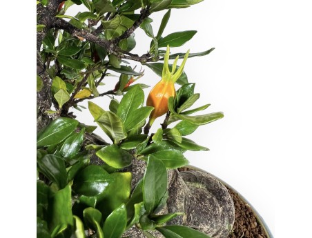 Gardenia - 27 cm