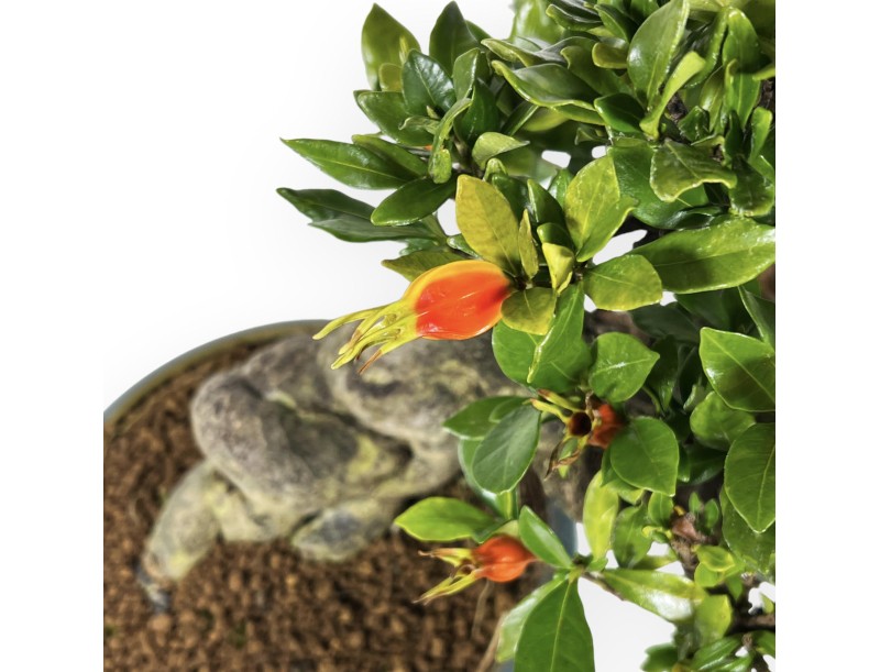 Gardenia - 27 cm
