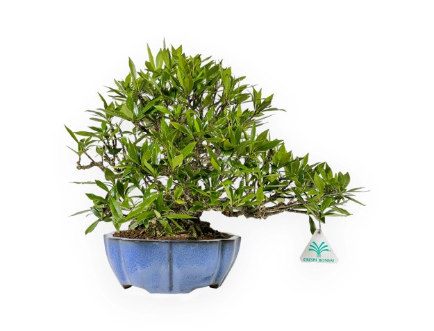 Gardenia Jasminoides - 33 cm 2