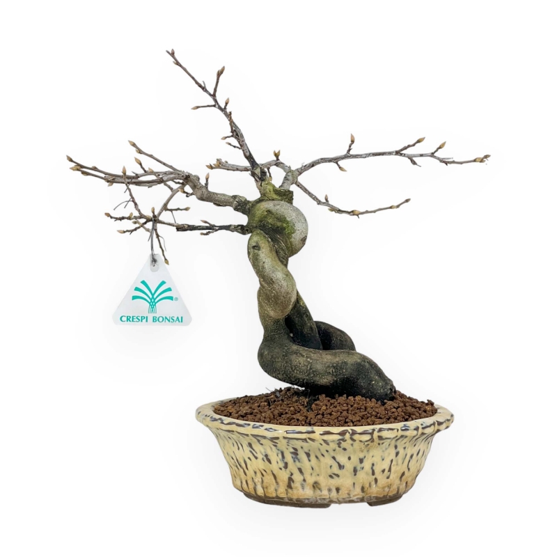 Diospyros Kaki - Plaqueminier - 27 cm