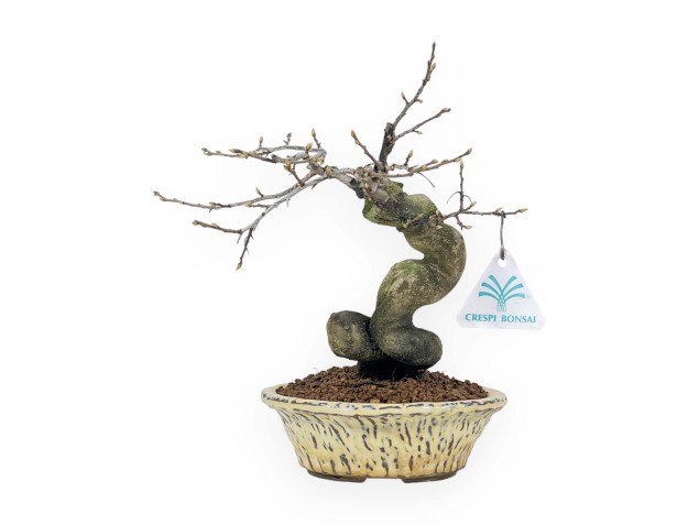 Diospyros Kaki - Plaqueminier - 27 cm 2