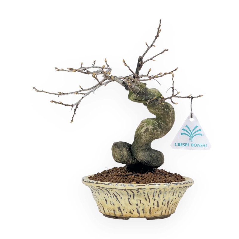 Diospyros Kaki - Plaqueminier - 27 cm