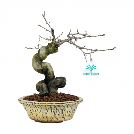 Diospyros Kaki - Plaqueminier - 27 cm