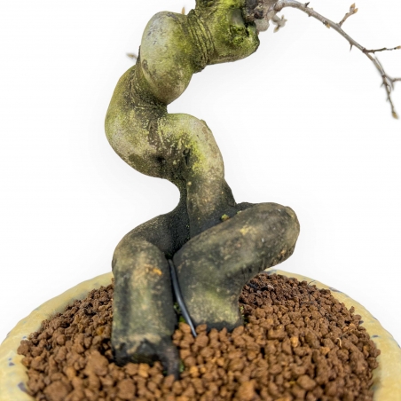Diospyros Kaki - Plaqueminier - 27 cm
