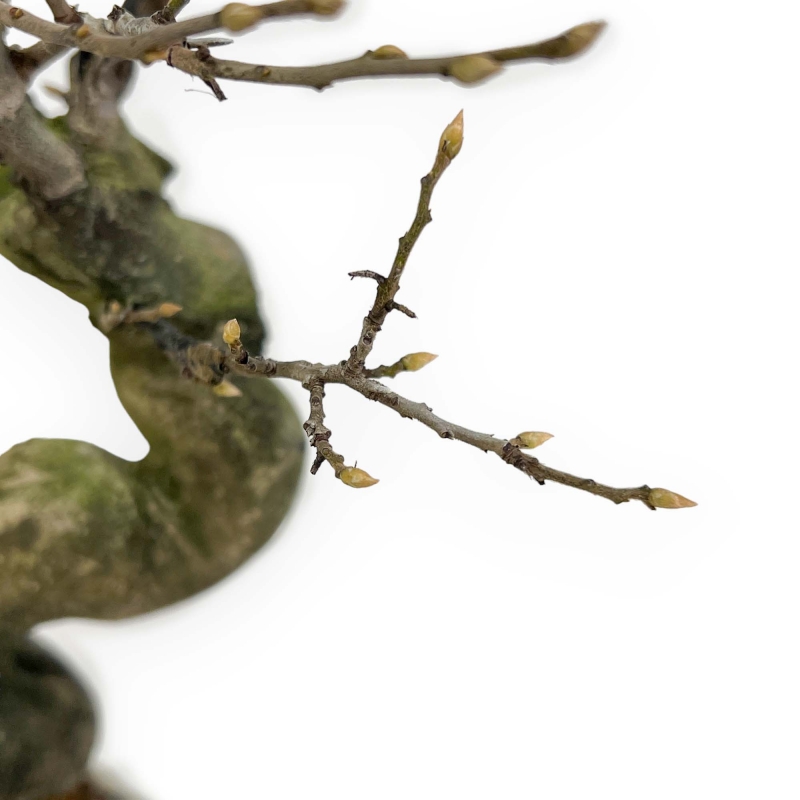 Diospyros Kaki - Plaqueminier - 27 cm